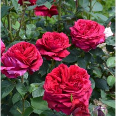 Роза четырех ветров (Rose des 4 Vents)